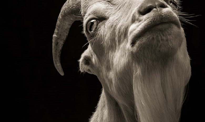 Американский фотограф сделал фотосессию овец и козлов