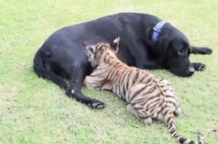 В индийском зоопарке собака стала мамой для тигренка
