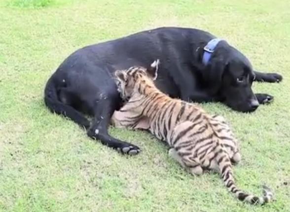 В индийском зоопарке собака стала мамой для тигренка