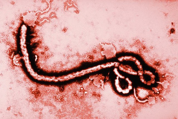 От лихорадки Эбола умерли 6000 человек