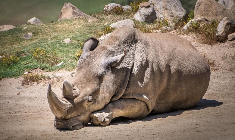 Умер последний на земле самец северного белого носорога