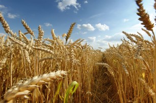 Аграриям не стоит надеяться на снижение налогов - Лабазюк