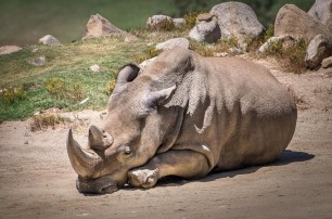 Умер последний на земле самец северного белого носорога