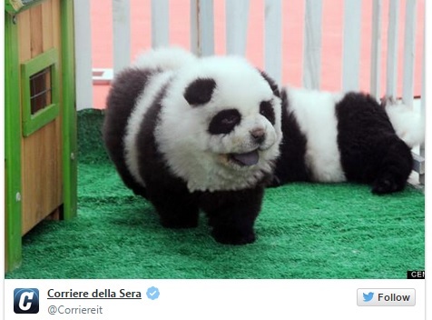 В итальянском цирке чау-чау выдавали за панд