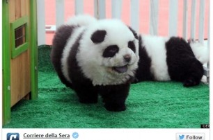 В итальянском цирке чау-чау выдавали за панд