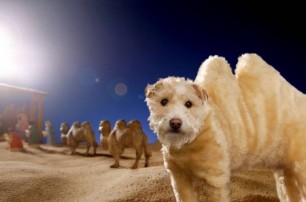 Бристольский фотограф делает снимки своего пса в смешных образах