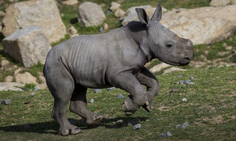 Работникам зоопарка в Сан-Диего удалось выкормить новорожденного носорога