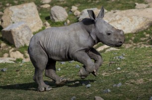 Работникам зоопарка в Сан-Диего удалось выкормить новорожденного носорога