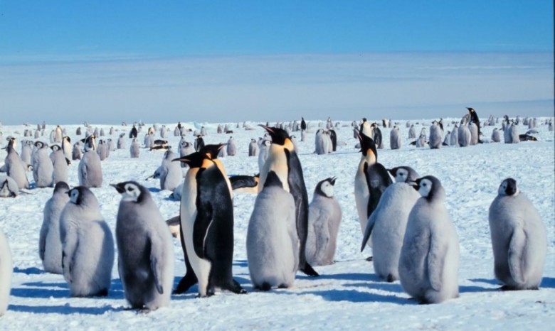 Оксфорд разыскивает опытного счетовода пингвинов