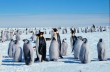 Оксфорд разыскивает опытного счетовода пингвинов
