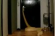 Гигантская змея научилась открывать двери