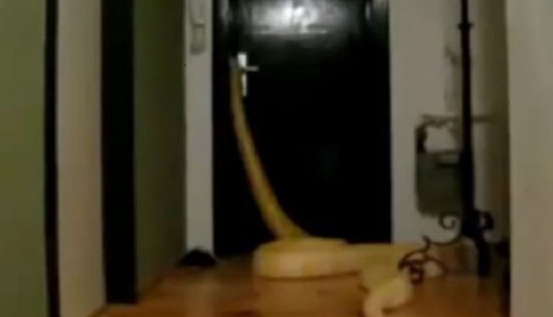 Гигантская змея научилась открывать двери