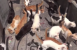 В Японии обнаружен остров - царство котов (видео)