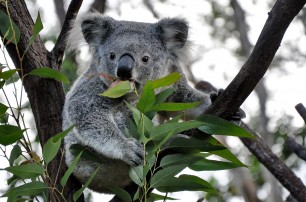 Власти Австралии уничтожили 686 коал