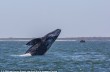 Огромный кит раздавил туристку из Канады