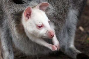 В Ярославле родился кенгуренок-альбинос