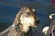 Киевские волонтеры спасли от голодной смерти пса-робинзона