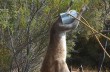 Австралийцы спасли кенгуру, застрявшего головой в лейке