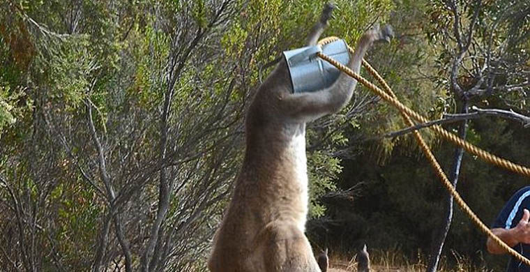 Австралийцы спасли кенгуру, застрявшего головой в лейке