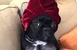 У собаки Леди Гаги появился аккаунт в Instagram
