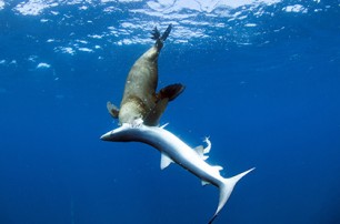 Тюлени начали страшно мстить синим акулам