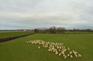Ирландский фермер заменил дроном собаку-пастуха
