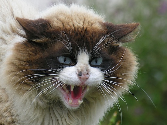 В Кузбассе кошка помогла поймать вора-рецидивиста
