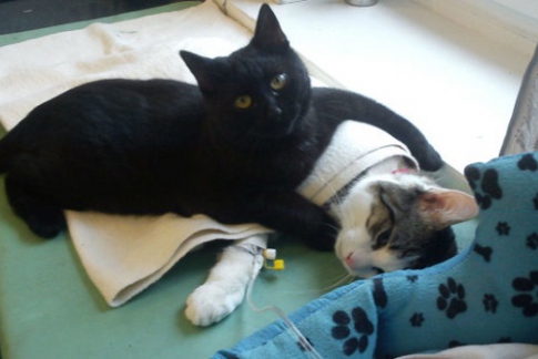 В Польше кот-медбрат «реабилитирует» животных после операции