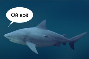 В Калининграде акулу довели до нервного срыва