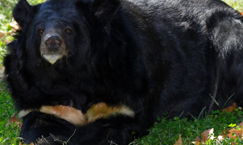 Российских коммунистов больше всего волнуют медведи