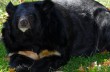 Российских коммунистов больше всего волнуют медведи