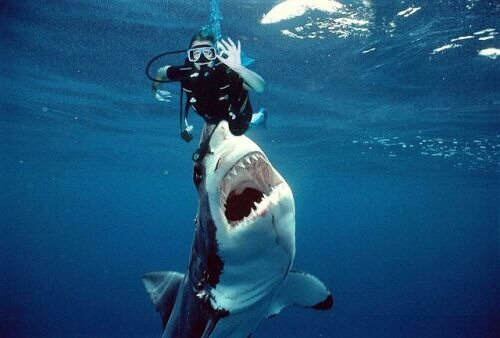 Бычья акула разорвала дайвера на глазах у жены