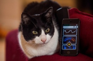 Британский кот установил рекорд по громкости мурлыканья (видео)