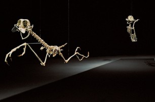 Скелеты Тома и Джери покажут на выставке в Москве
