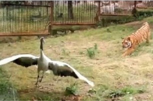 Журавль в одиночку отбился от трех тигров в японском зоопарке