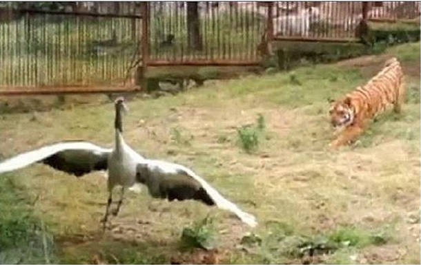 Журавль в одиночку отбился от трех тигров в японском зоопарке