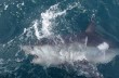 Британский рыбак поймал на удочку 180-килограммовую акулу