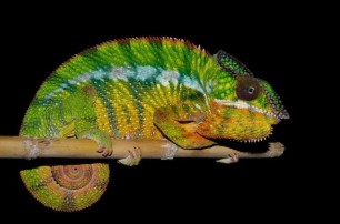 Ученые нашли на Мадагаскаре 11 новых видов хамелеонов