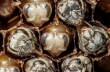 Как рождаются пчелы - от личинки до насекомого