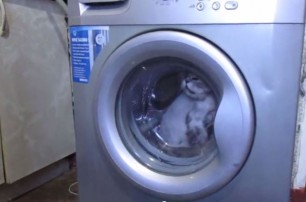 В Магнитогорске больные ублюдки постирали кота в стиральной машинке