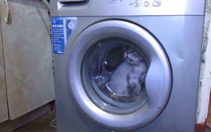 В Магнитогорске больные ублюдки постирали кота в стиральной машинке