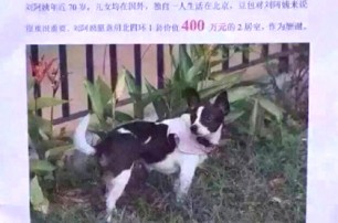 Китаянка готова отдать свой дом человеку, нашедшему ее собаку