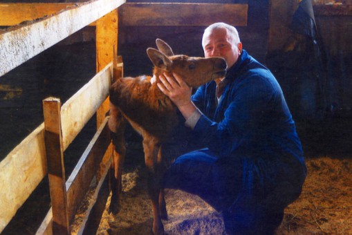 Корова на Камчатке стала приемной мамой лосенка-сироты