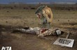 В ЮАР лев насмерть загрыз американскую туристку