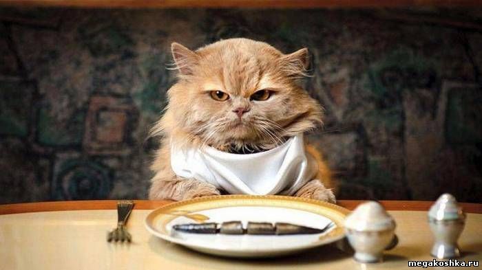 Биологи нашли объяснение привередливости кошек в еде