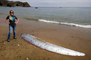 В Калифорнии четырехметровый морской змей выбросился на берег