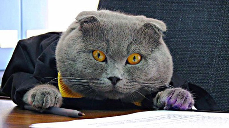 Скромный кот стал начальником румынского рекламного агентства