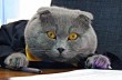 Скромный кот стал начальником румынского рекламного агентства
