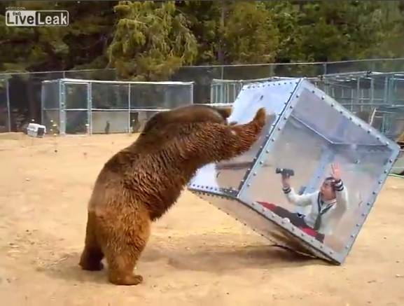 Японская забава с медведем