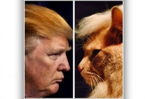 Новый флэшмоб: причеши кота, как Дональда Трампа
